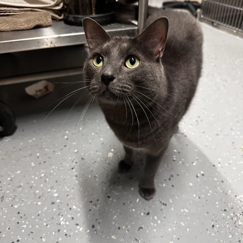 A young medium-sized male Gray / Blue / Silver Domestic Short Hair cat named Chadwick for adoption in North East, MD