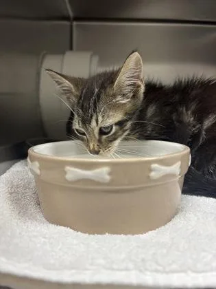A young small-sized male Domestic Short Hair cat named a SnakePetSmart Mt. Pleasant for adoption in North Charleston, SC