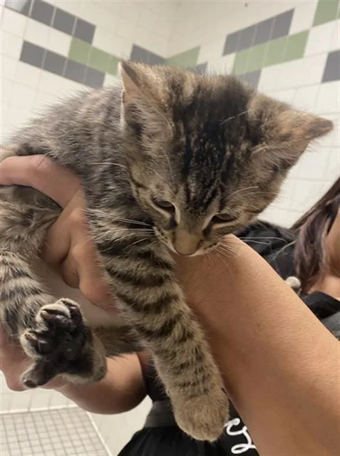 A baby medium-sized female Domestic Short Hair cat named Maria for adoption in Dallas, TX