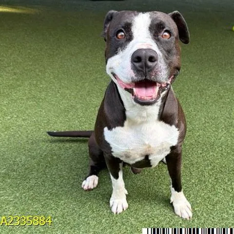 An adult large-sized male Black Mixed Breed dog named Mantis for adoption in West Palm Beach, FL