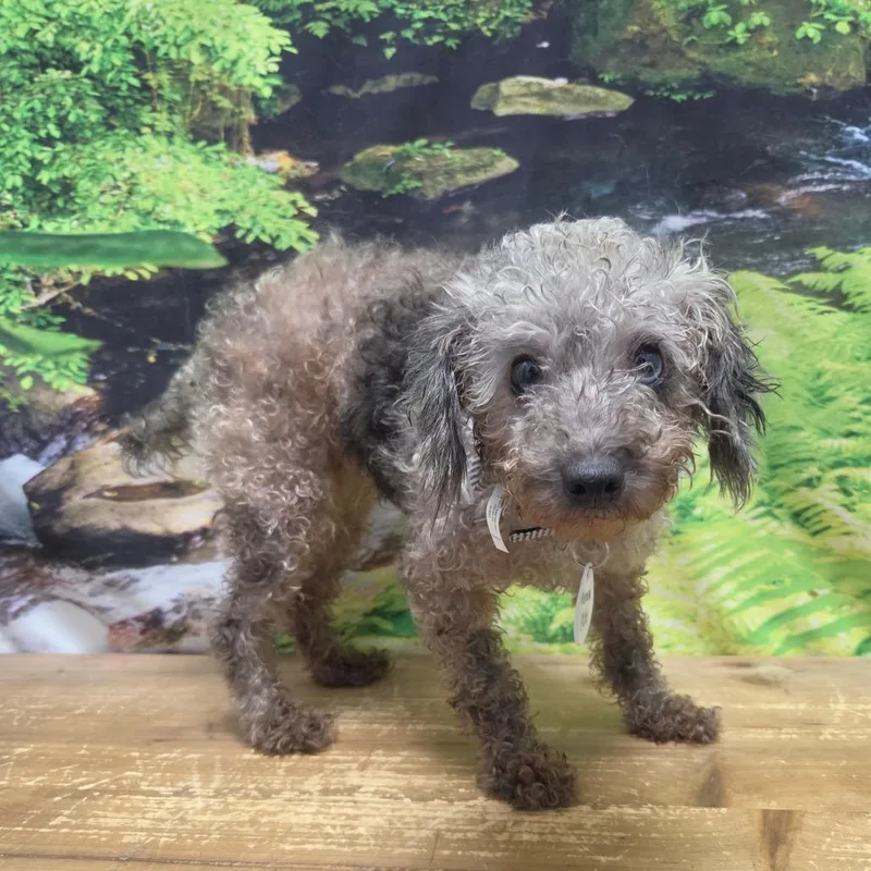 An adult small-sized female Gray / Blue / Silver Poodle dog named Petunia for adoption in Normal, IL