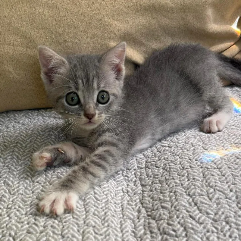A baby small-sized female Gray / Blue / Silver Domestic Short Hair cat named Pinochle for adoption in Williston, FL