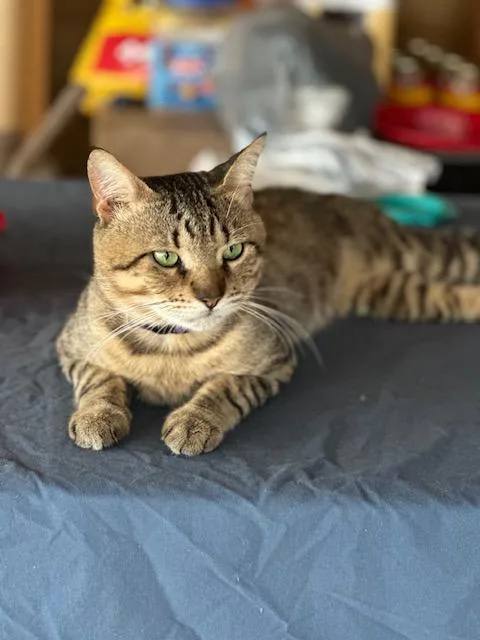 An adult medium-sized male Tabby (Brown / Chocolate) Tabby cat named Gadget for adoption in Homestead, FL