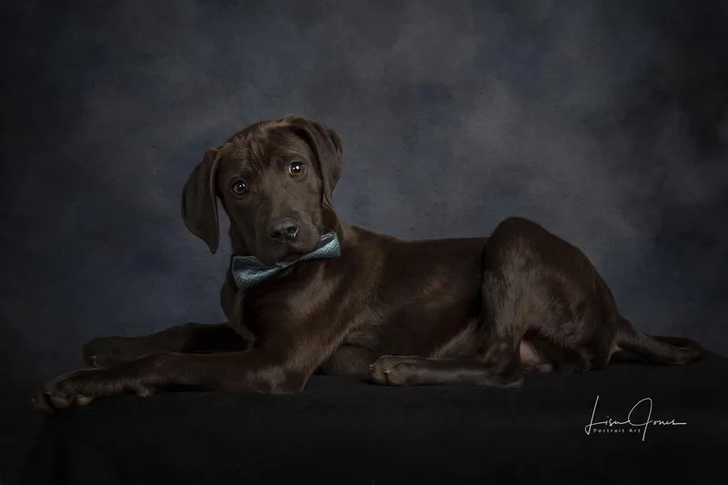 A baby large-sized male Mixed Breed dog named Baloo for adoption in Cullman, AL