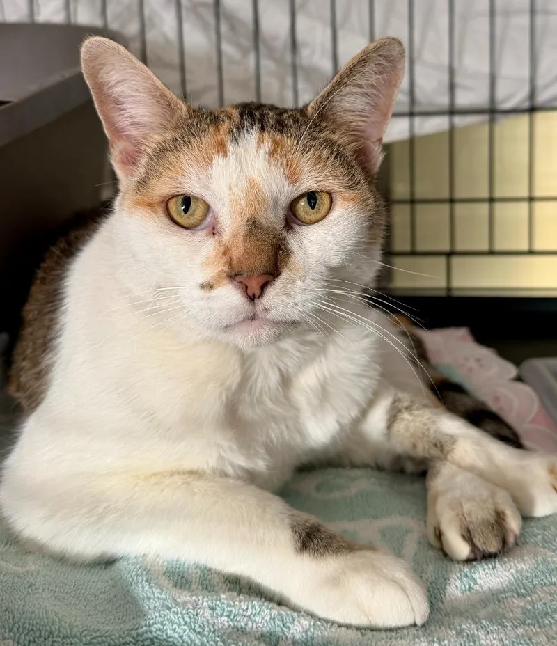 A young medium-sized female Domestic Short Hair cat named Kaliboo for adoption in San Pedro, CA
