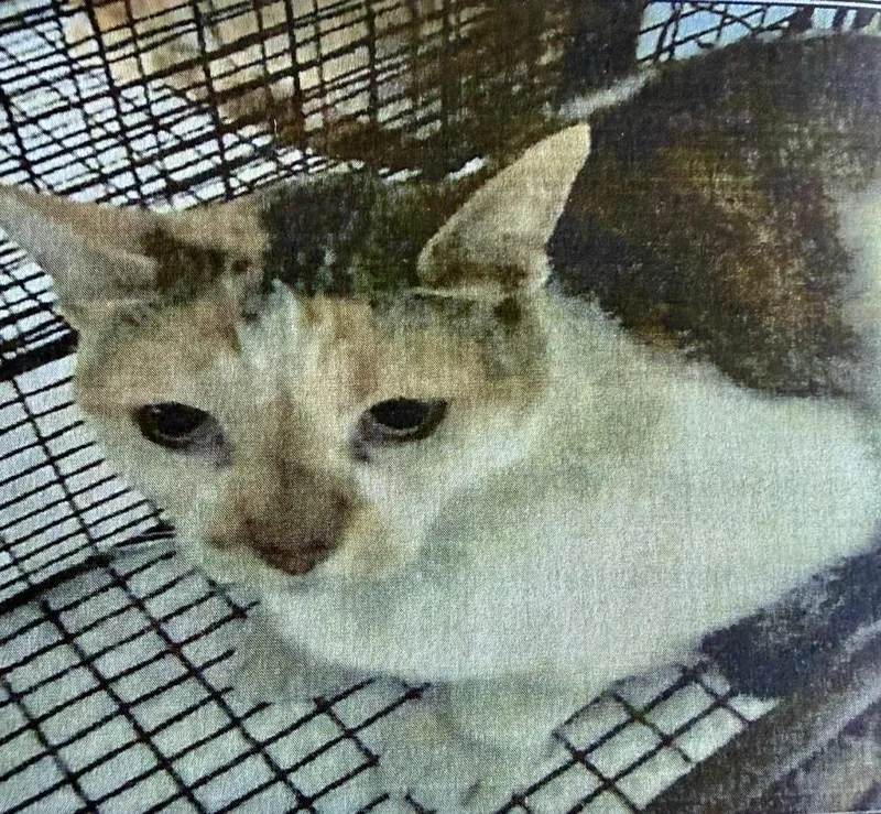 Kaliboo thumbnail 2