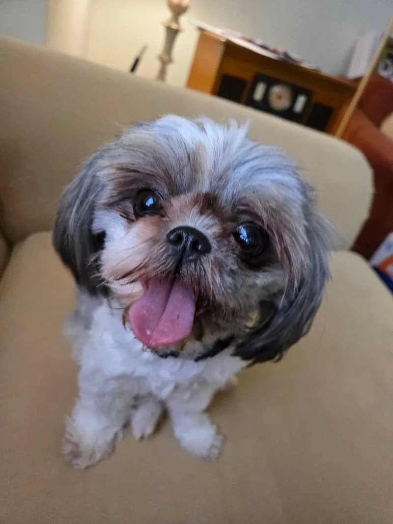 A young small-sized female Mixed Breed dog named Belcy for adoption in Morganville, NJ