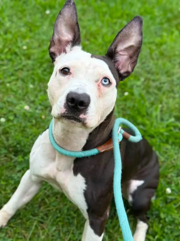 An adult medium-sized female Black Pit Bull Terrier dog named Navi for adoption in Chicago, IL
