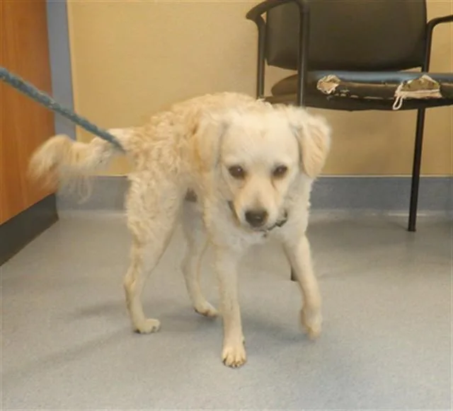 An adult small-sized male Chihuahua dog named Max for adoption in San Jose, CA