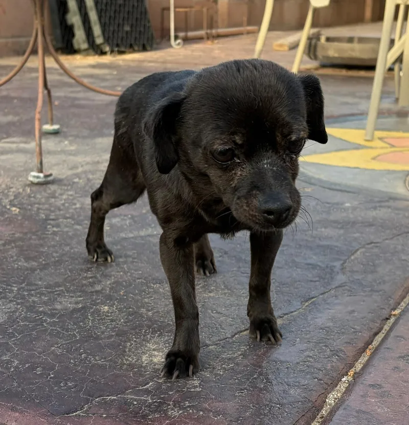 An adult small-sized female Black Chihuahua dog named Glitter for adoption in Albuquerque, NM