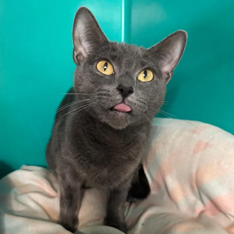 An adult small-sized female Gray / Blue / Silver Domestic Short Hair cat named Church for adoption in Kittanning, PA