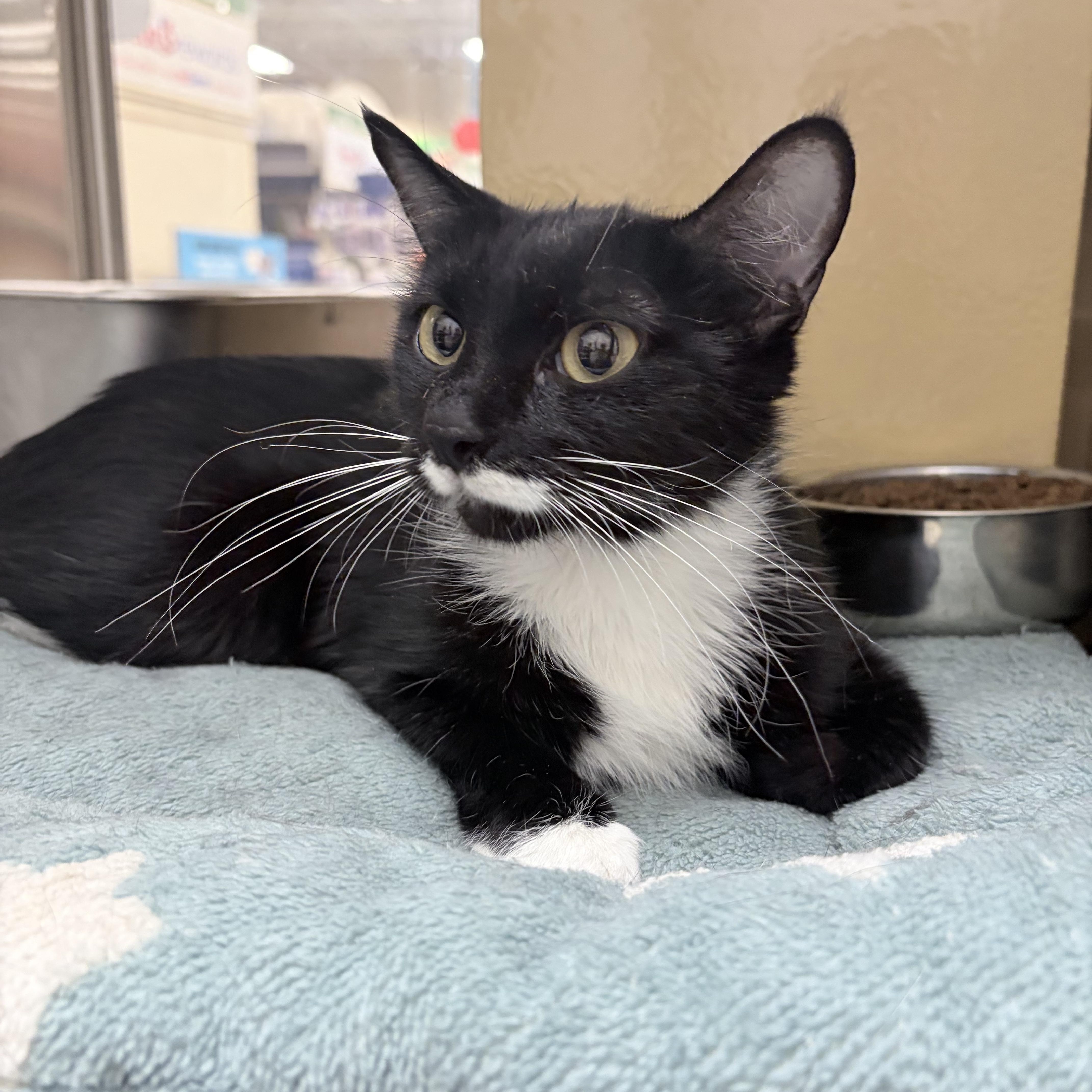 A young medium-sized female Black & White / Tuxedo Domestic Short Hair cat named Poppy for adoption in Chandler, AZ