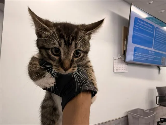 A baby small-sized male Domestic Short Hair cat named Clove for adoption in Charlotte, NC