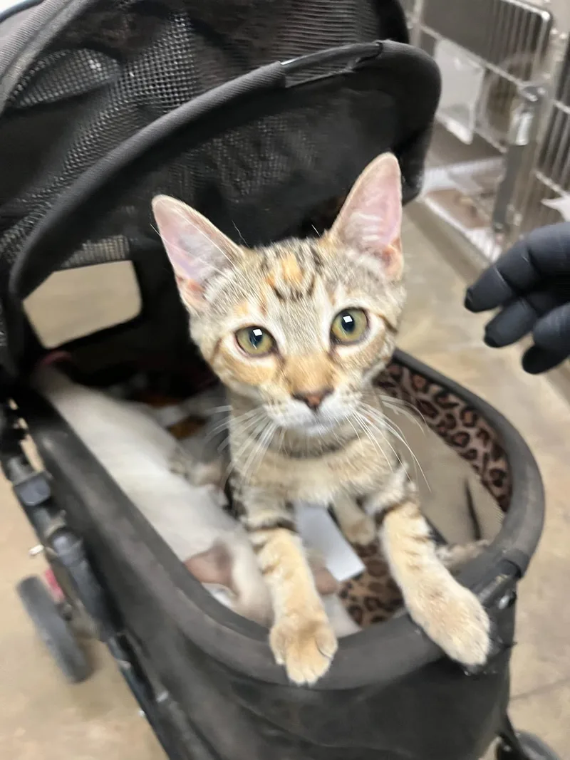 A baby small-sized female Domestic Short Hair cat named A for adoption in Van Nuys, CA