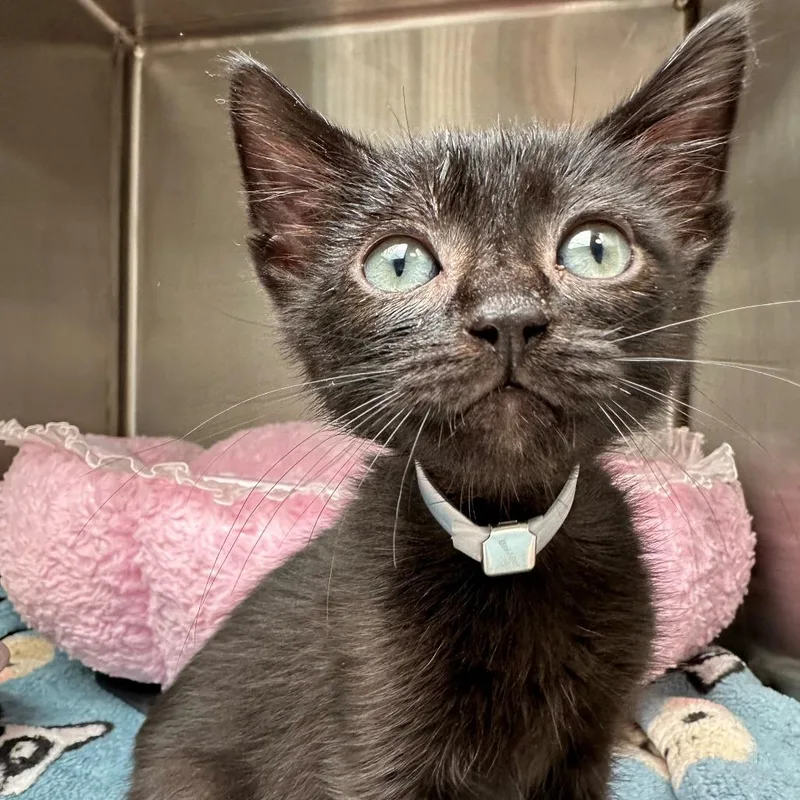 A baby small-sized male Black Domestic Short Hair cat named Pepper Jack for adoption in Long Beach, CA