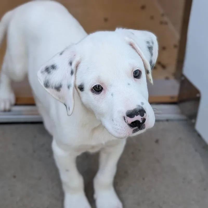 A young medium-sized male Australian Cattle Dog / Blue Heeler dog named Cosmo for adoption in Fenton, MI