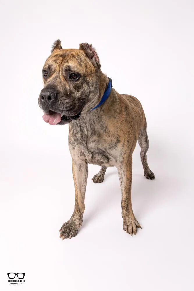 An adult large-sized male Brindle Presa Canario dog named Titan for adoption in Palatine, IL