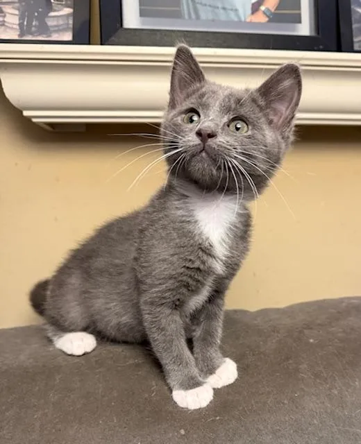 A baby small-sized female Domestic Short Hair cat named Cortina for adoption in Sacramento, CA