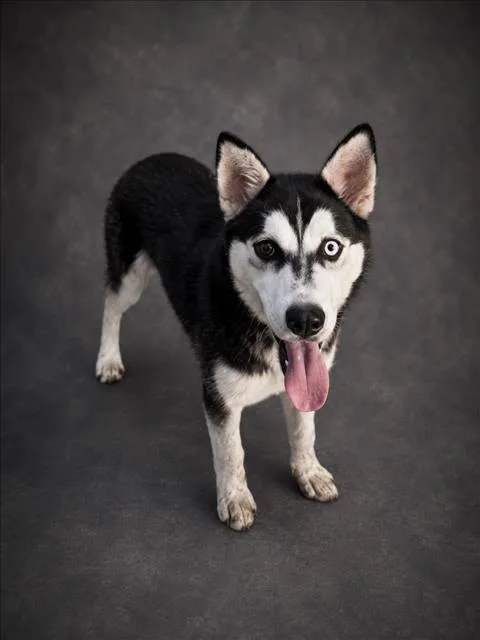 A young medium-sized female Siberian Husky dog named Mira for adoption in Winter Haven, FL