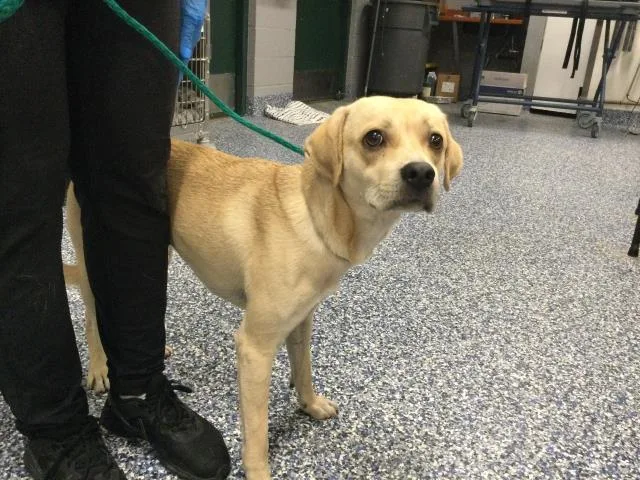 A young small-sized male Beagle dog named A for adoption in Thousand Palms, CA