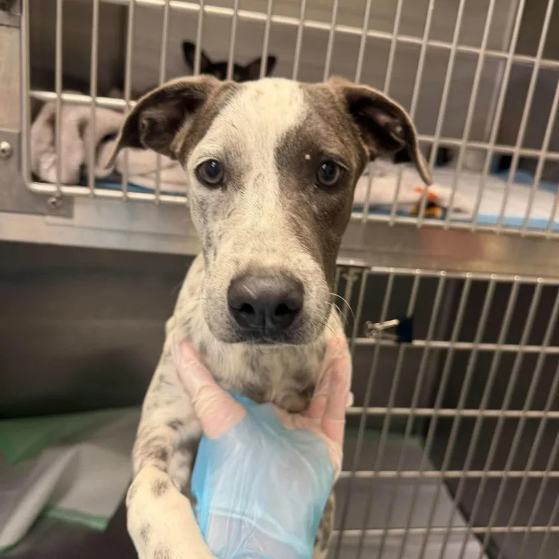 A baby medium-sized female Australian Cattle Dog / Blue Heeler dog named Cookies 'n' Cream for adoption in Bastrop, TX