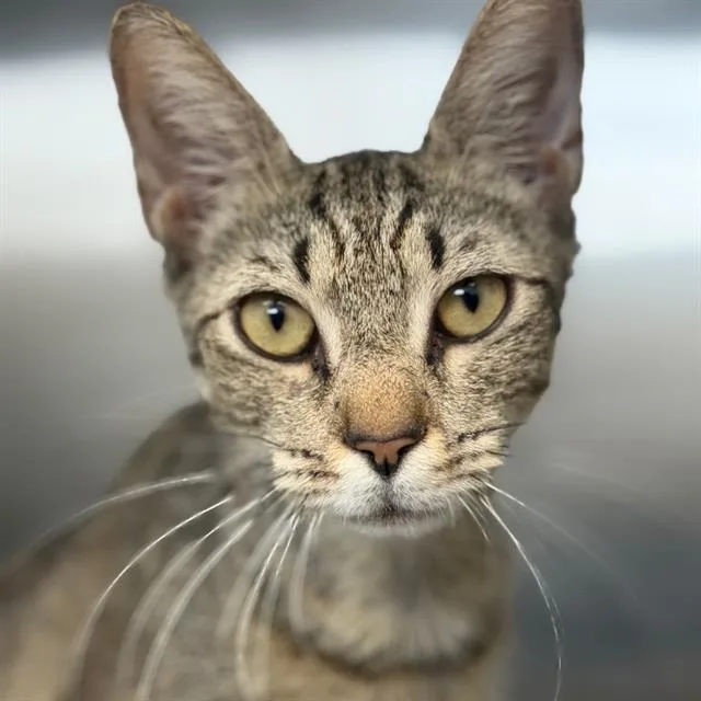 A young small-sized female Domestic Short Hair cat named Wincy for adoption in Centerville, MA