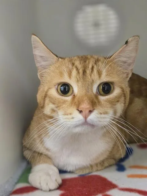 An adult medium-sized male Domestic Short Hair cat named Roger for adoption in Kent, WA