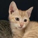 A baby medium-sized male Tabby (Orange / Red) Domestic Short Hair cat named Freddy for adoption in Liverpool, TX