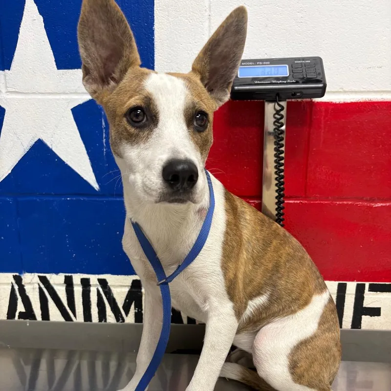 A young medium-sized female Mixed Breed dog named Lillian for adoption in Lufkin, TX