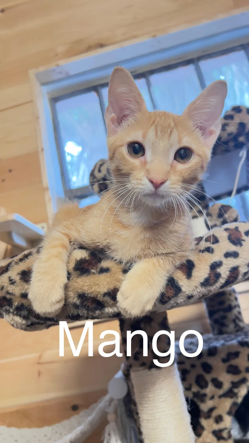 Mango