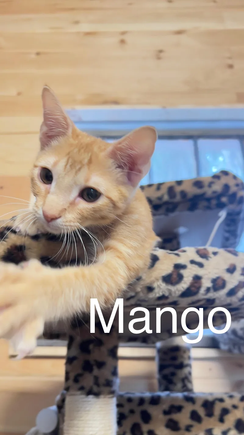 Mango thumbnail 2