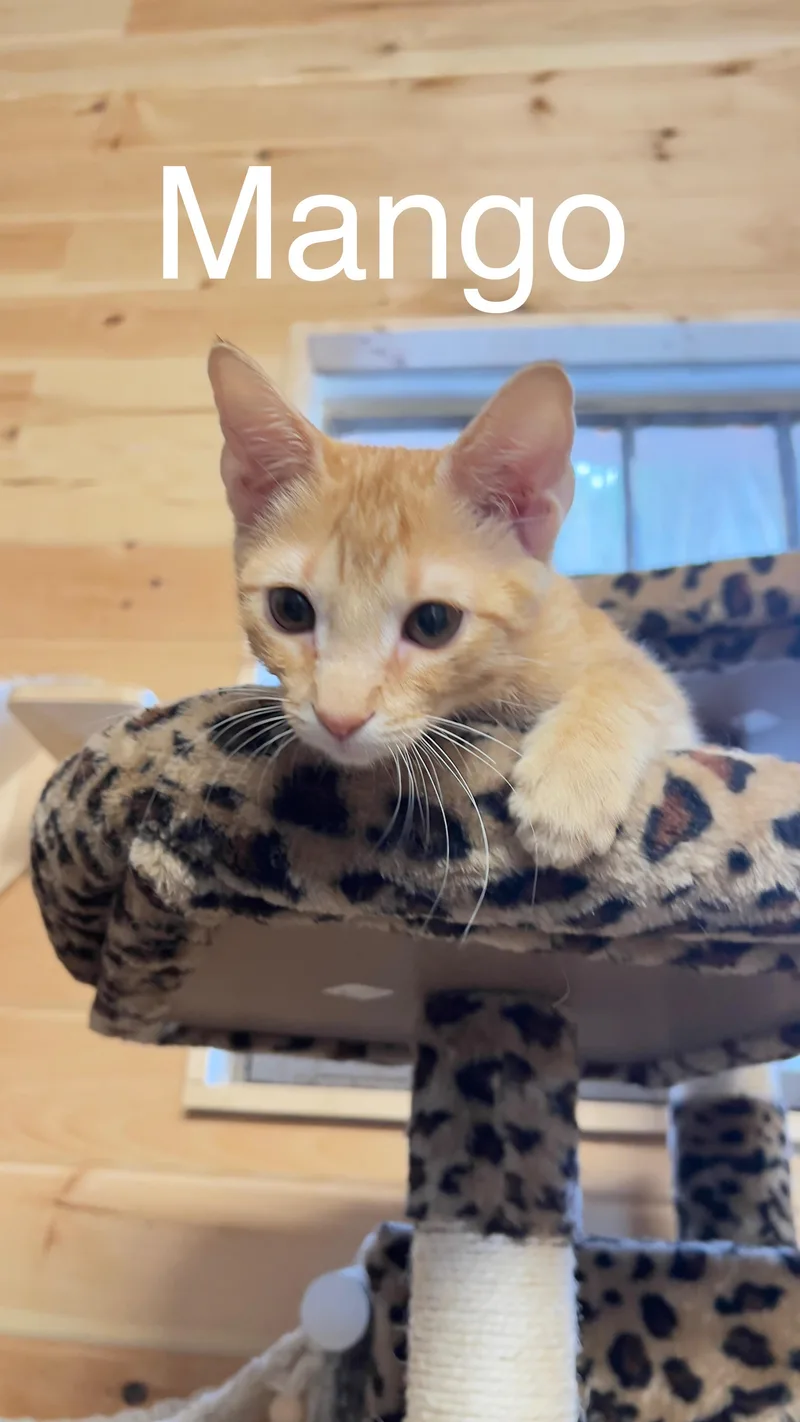 Mango thumbnail 3