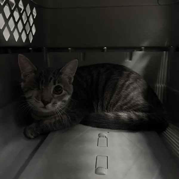A young small-sized female Domestic Short Hair cat named Missy for adoption in Des Moines, IA