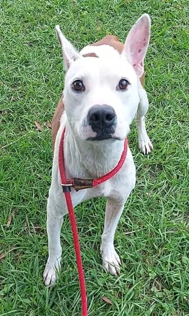 An adult medium-sized female American Staffordshire Terrier dog named Hottie for adoption in Fort Lauderdale, FL