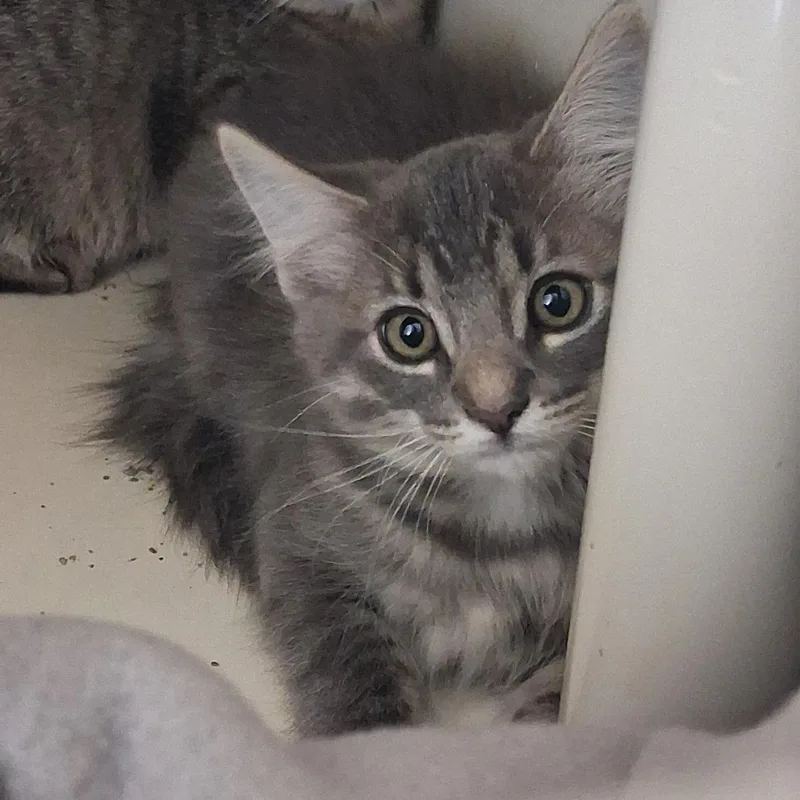 A baby small-sized male Domestic Medium Hair cat named Saguaro for adoption in Ridgway, CO