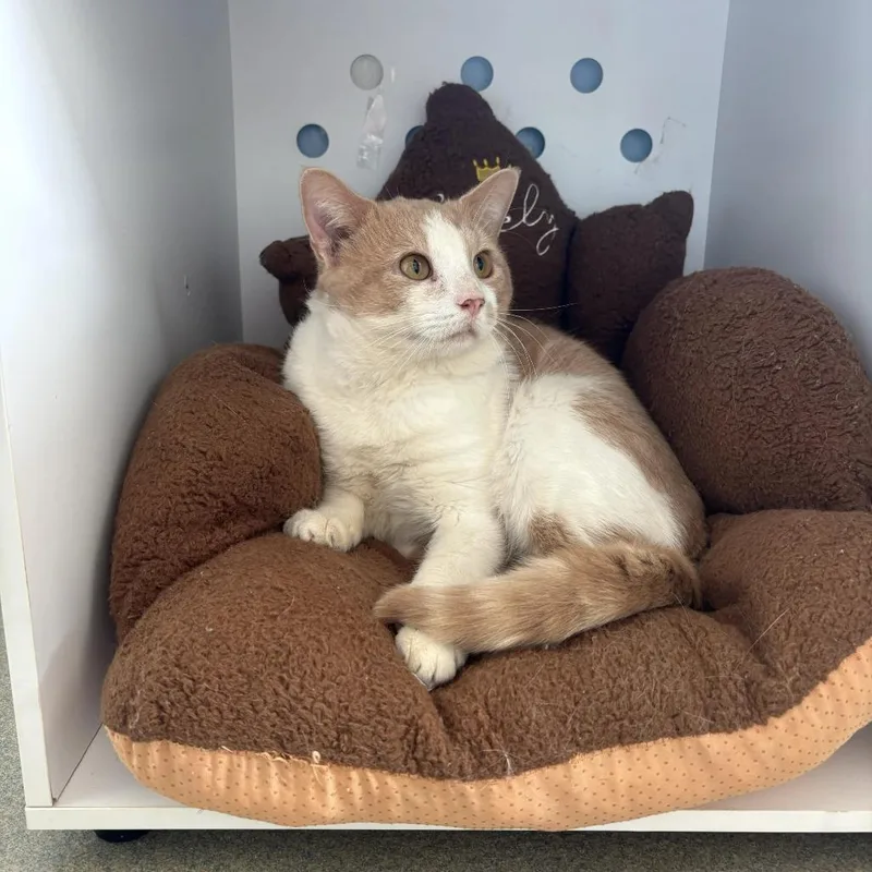 An adult large-sized male Orange / Red Domestic Short Hair cat named Rusty Whiskers for adoption in Lynchburg, VA