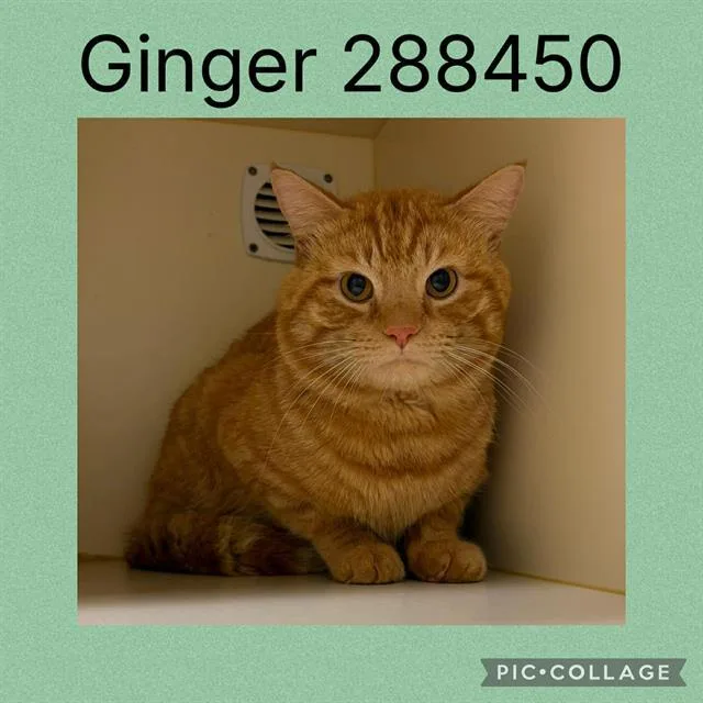 An adult large-sized male Domestic Short Hair cat named Ginger for adoption in Macon, GA