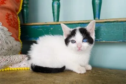 A baby small-sized female Domestic Short Hair cat named Frost for adoption in San Antonio, TX