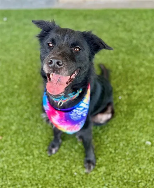 An adult medium-sized female Collie dog named Carly for adoption in Baytown, TX