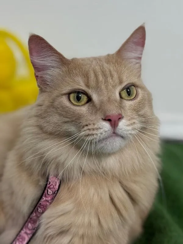 An adult small-sized female Tabby (Orange / Red) Domestic Long Hair cat named Parmesan for adoption in Carlsbad, CA
