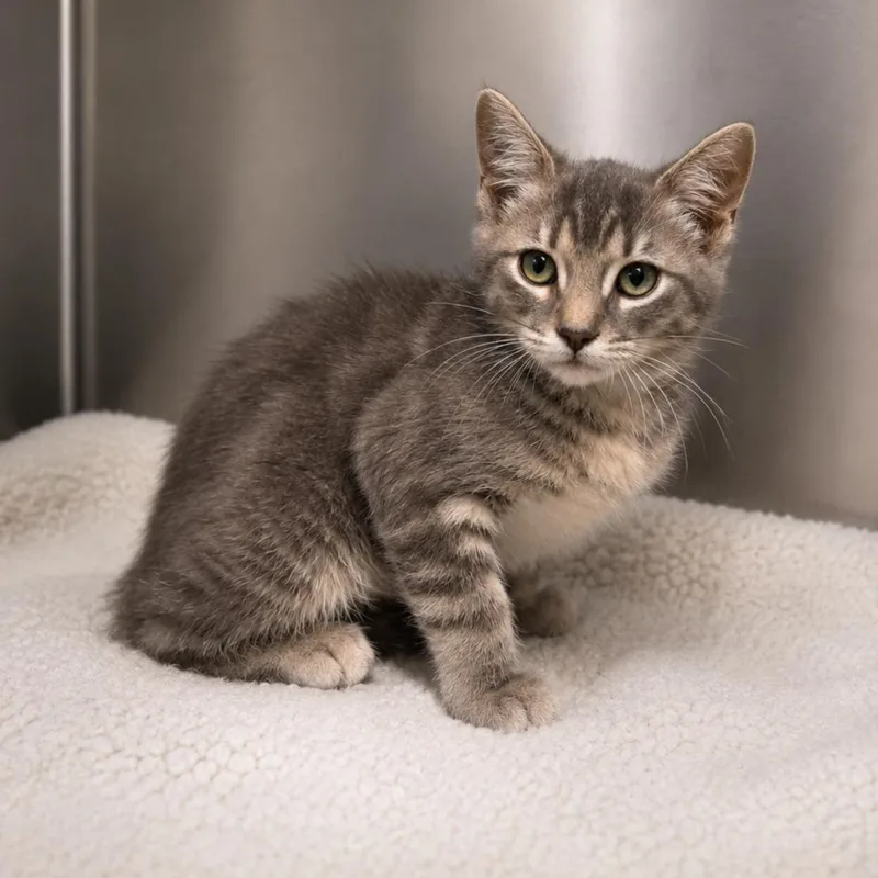 A baby small-sized male Tabby (Gray / Blue / Silver) Domestic Medium Hair cat named Hot Cheeto for adoption in Lathrop, CA