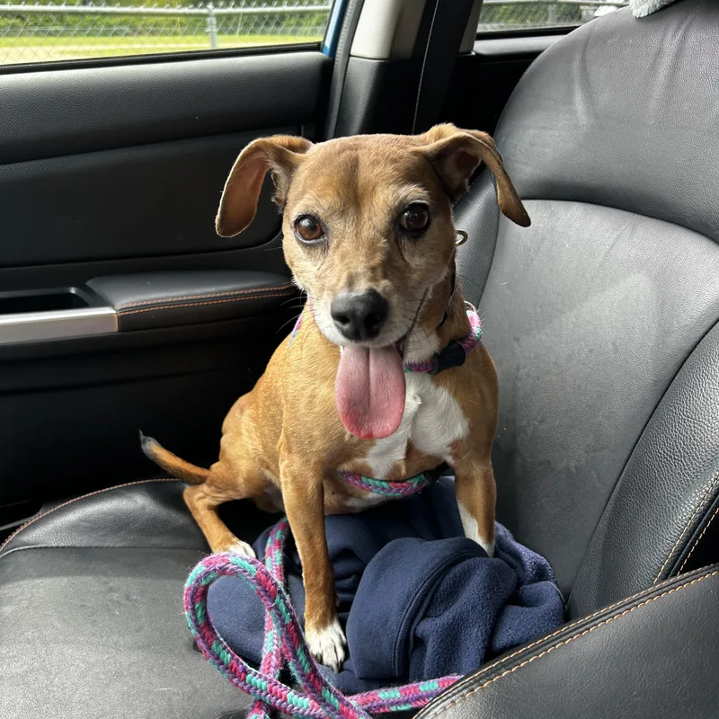 A senior small-sized female Golden Dachshund dog named Grace for adoption in Cumberland, RI