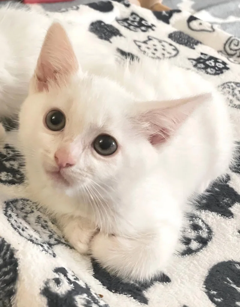 A baby medium-sized male White Domestic Short Hair cat named Sake for adoption in Campbell, CA