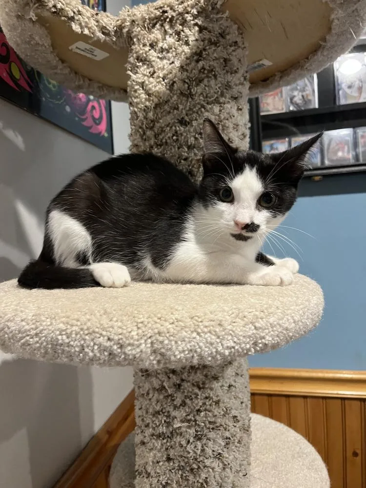 A baby medium-sized male Black & White / Tuxedo Domestic Short Hair cat named Eenie for adoption in Emerald Isle, NC
