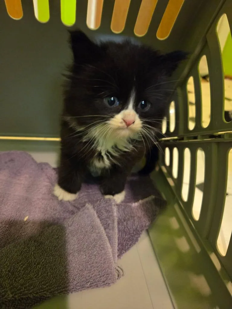 A baby medium-sized male Domestic Short Hair cat named Mushu for adoption in Cloquet, MN