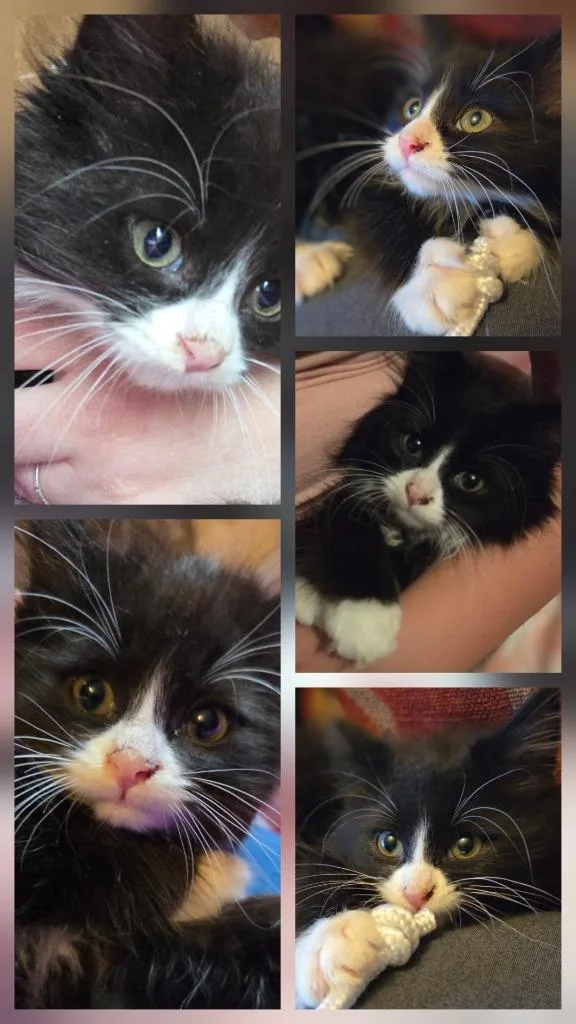 Mushu thumbnail 2