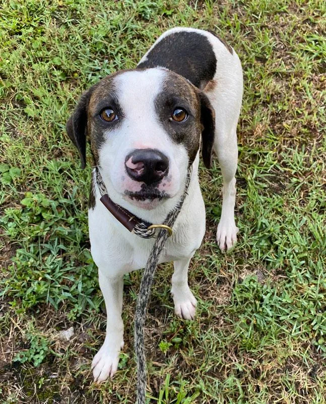 An adult medium-sized male White / Cream Feist dog named Walker for adoption in Monroe, GA