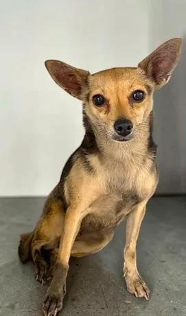 An adult small-sized female Tricolor (Brown, Black, & White) Chihuahua dog named Stella for adoption in Ventura, CA
