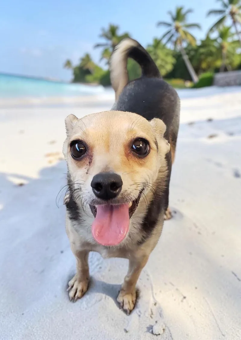 Stella thumbnail 5