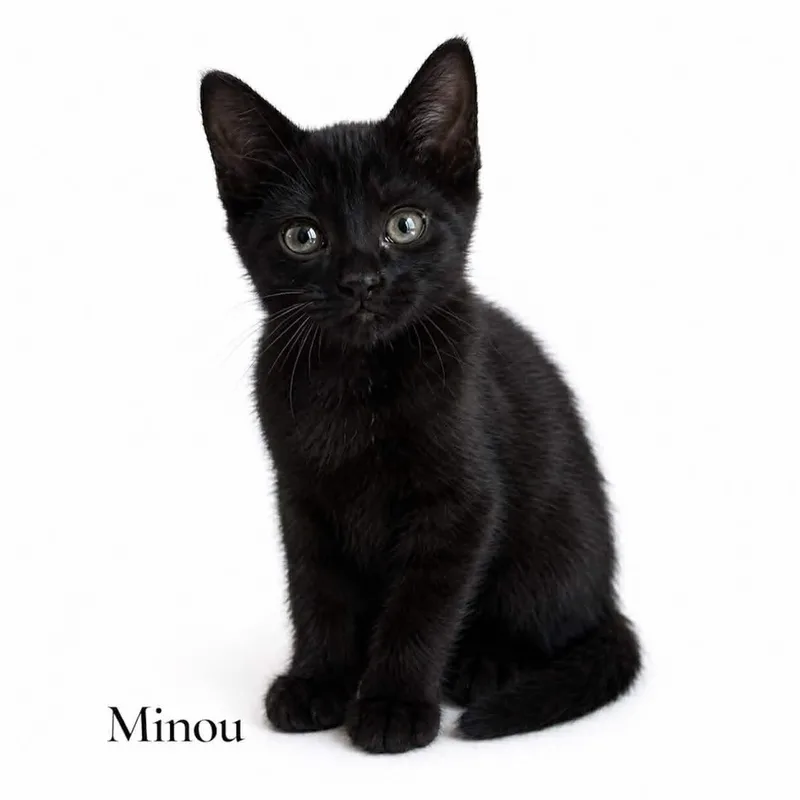 A baby medium-sized female Black Domestic Short Hair cat named Minou for adoption in Stevensville, MI